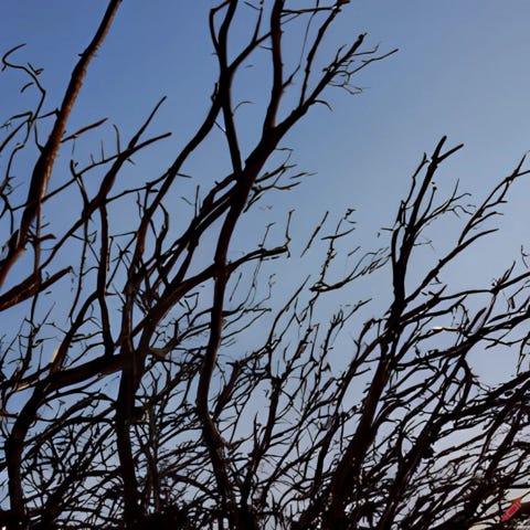 A.I. image generated from haiku text. Leafless branches over barren sky