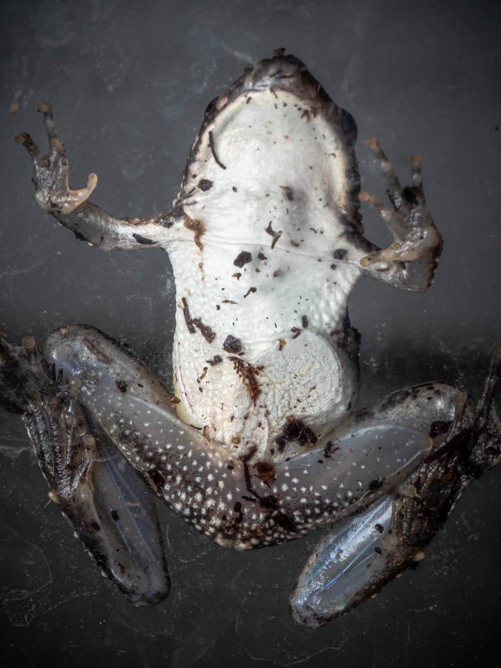 Stock photo of a frogs exposed underbelly from Pexels.com 