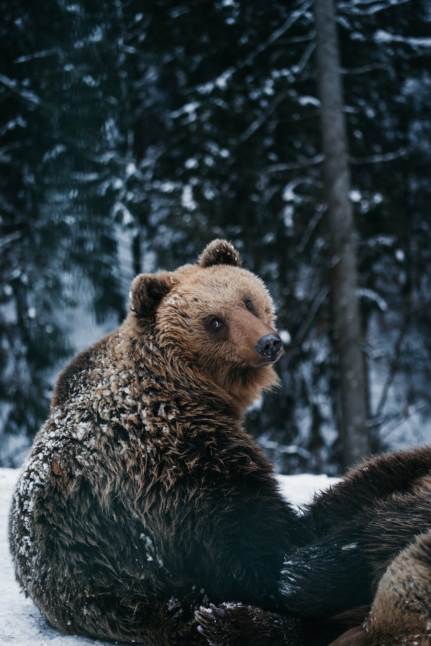 Stock photo of a bear sitting out in snowy woods looking at the camera, hopefully with disinterest from Pexels.com