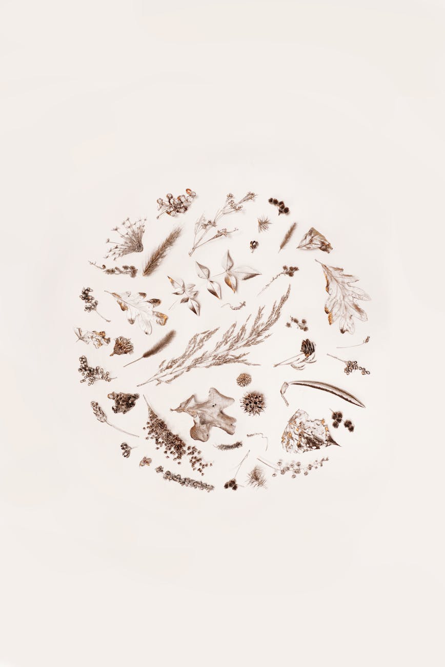 Stock image of abstract plant shapes enclosed in a circle graphic from Pexels.com