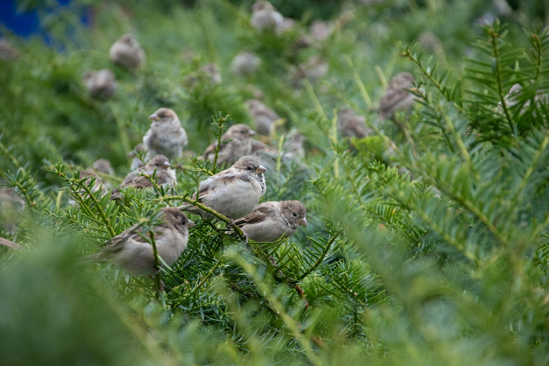 Stock photo of a group of sparrows squatting in an evergreen bush from Pexels.com