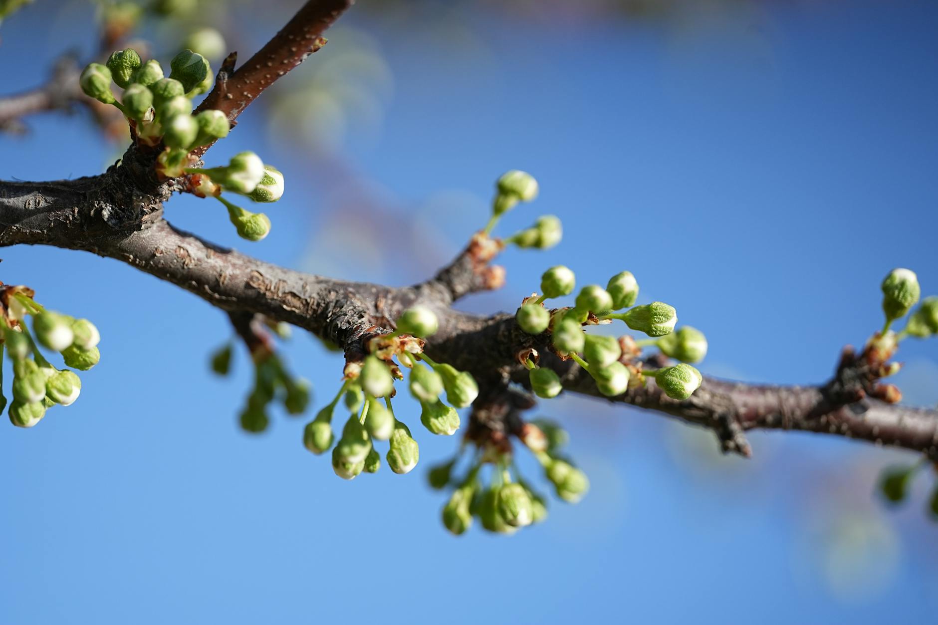 Stock photo of a bare branch with cluster buds over a blue sky background from Pexels.com