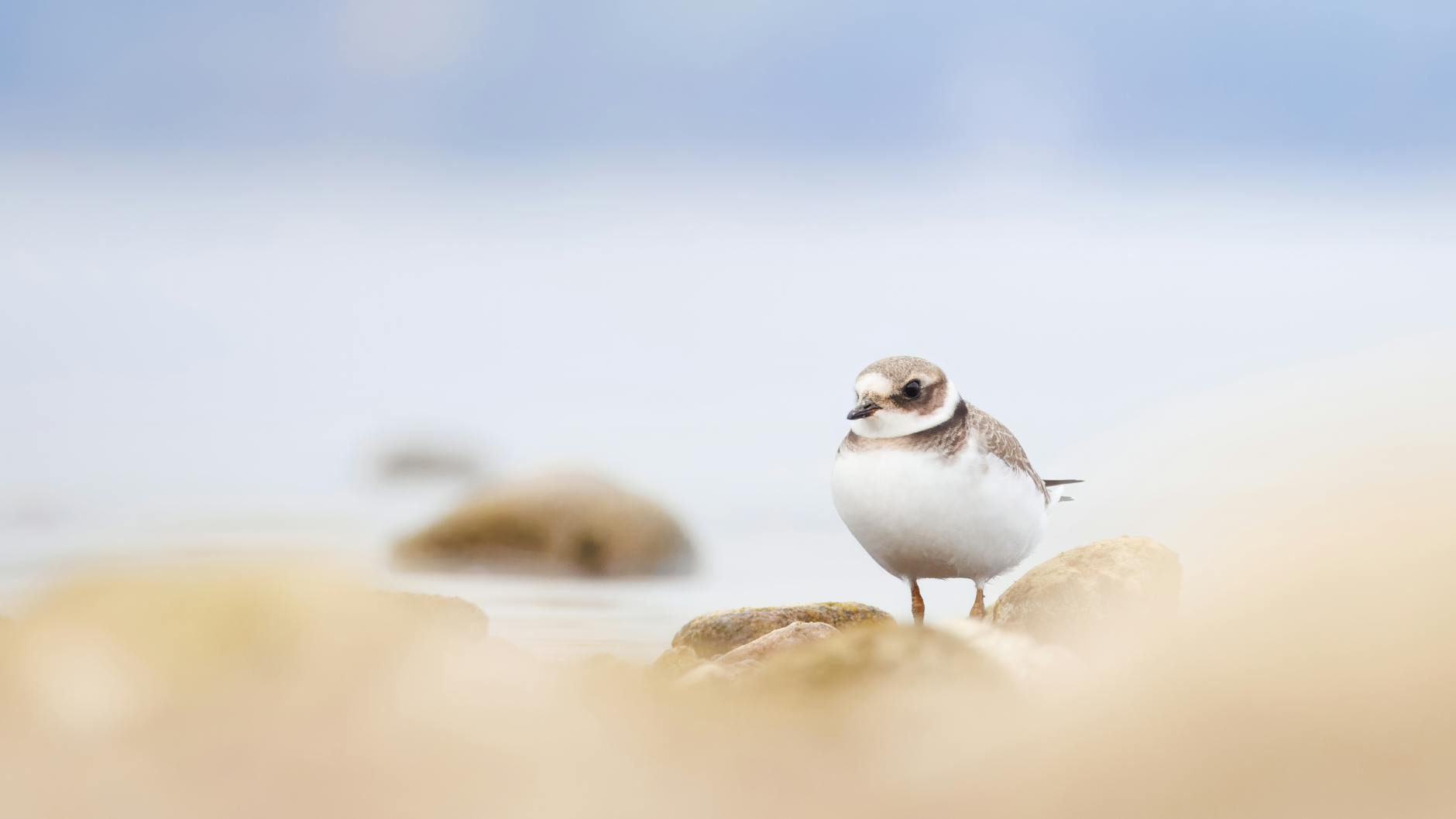 Stock photo of a small white bird with a light brown back and black neck and eye markings on the sea shore from Pexels.com
