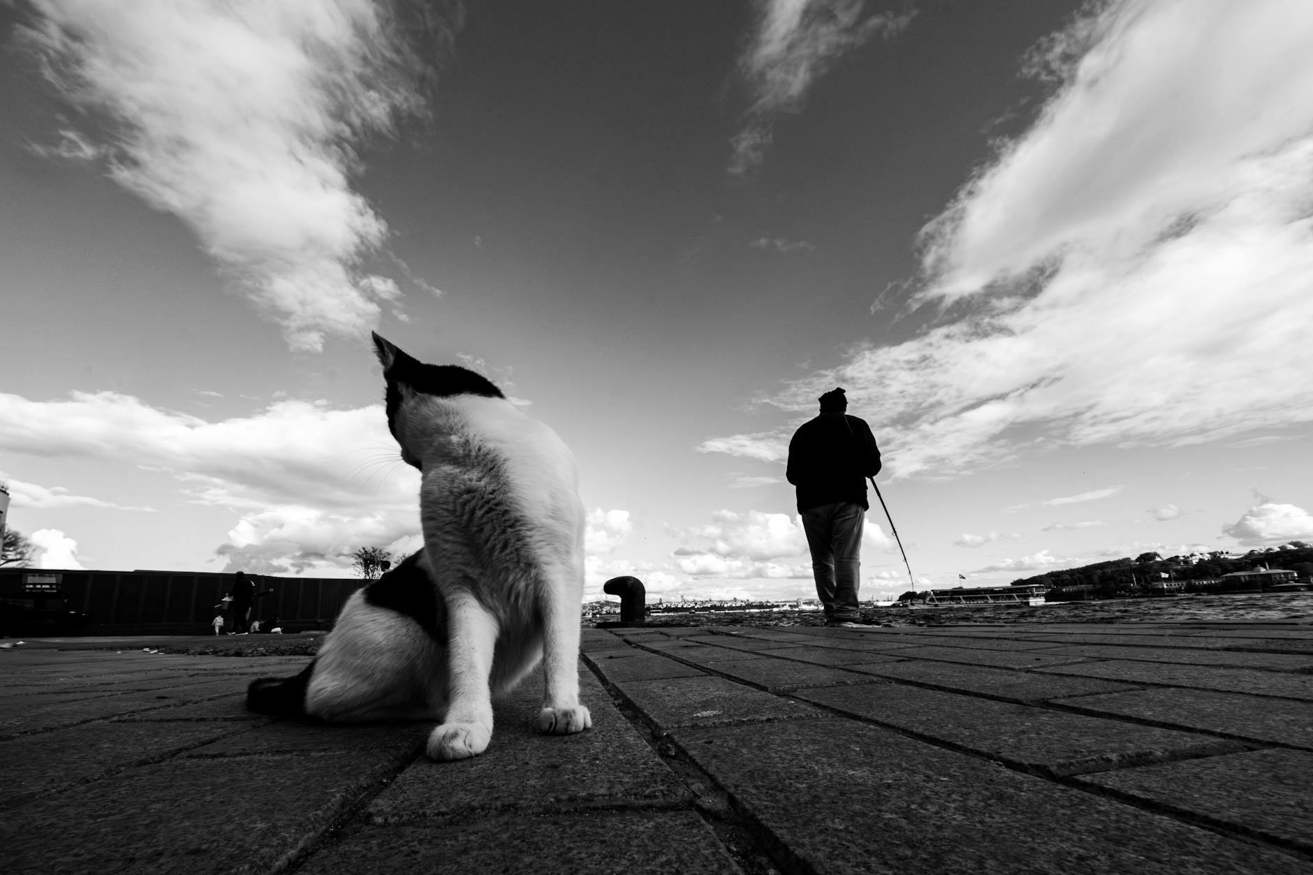 Stock B&W photo of a cat looking back at a person walking away from Pexels.com 