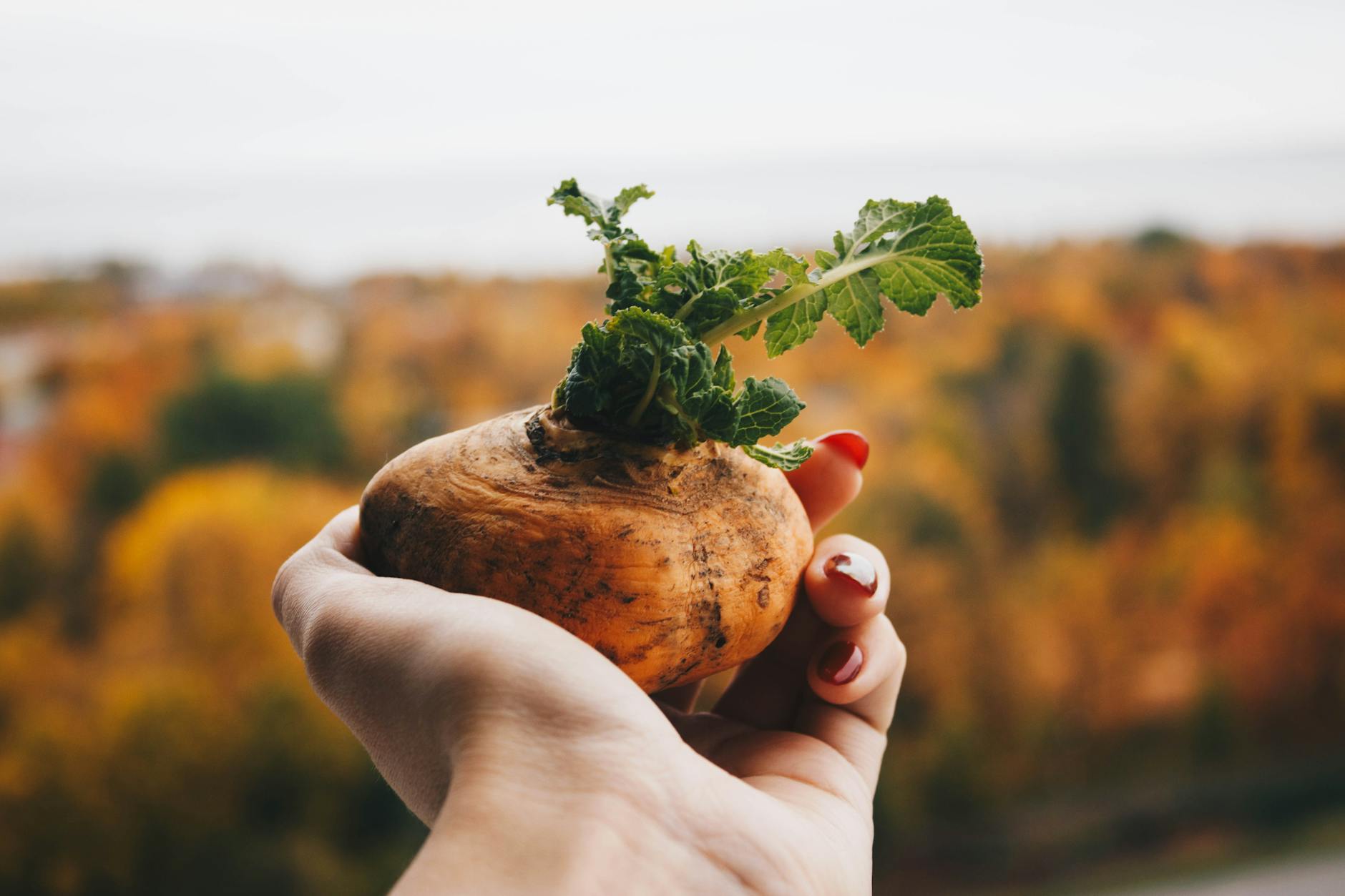 Stock photo of a hand holding up a turnip in front of a field from Pexel.com 