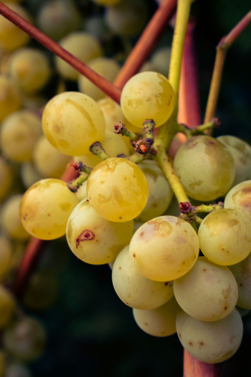 Stock photo of a bunch of grapes that have seen better days from Pexel.com 
