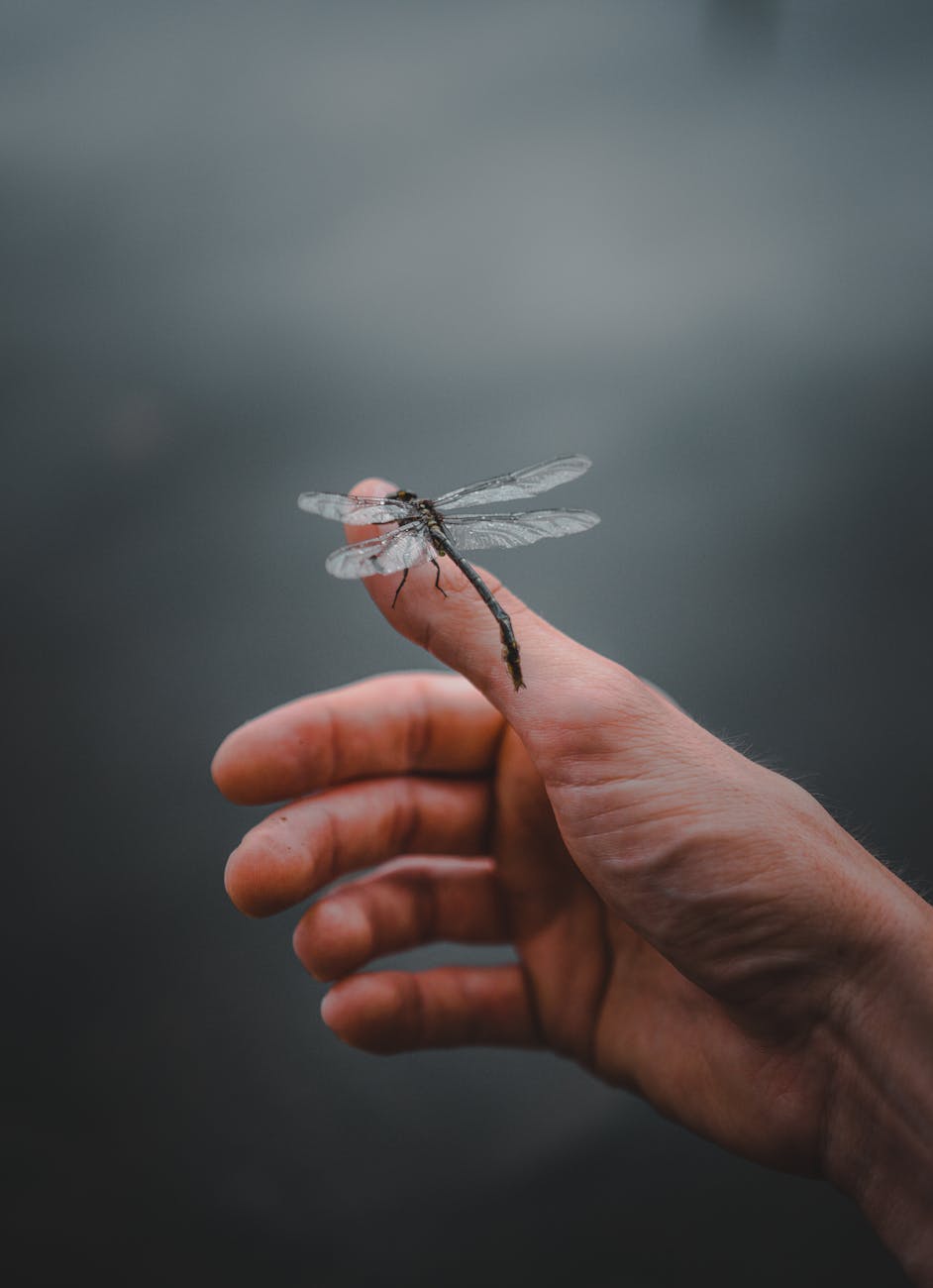 Stock photo of a dragonfly alight on a human hand from Pexels.com
