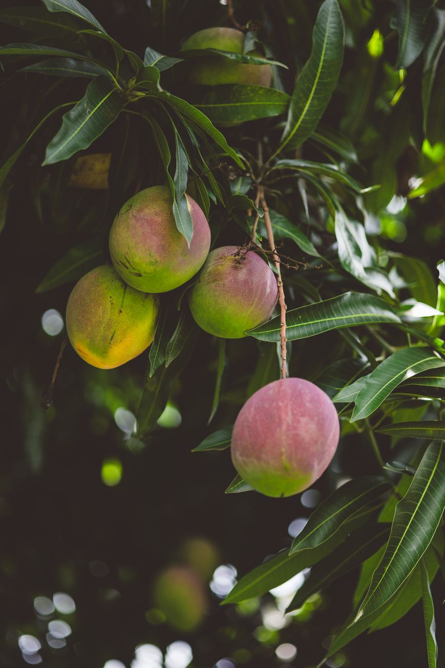 Stock photo of mangoes ripening on a branch, showcasing a range of colors from green to red and yellow from Pexels.com