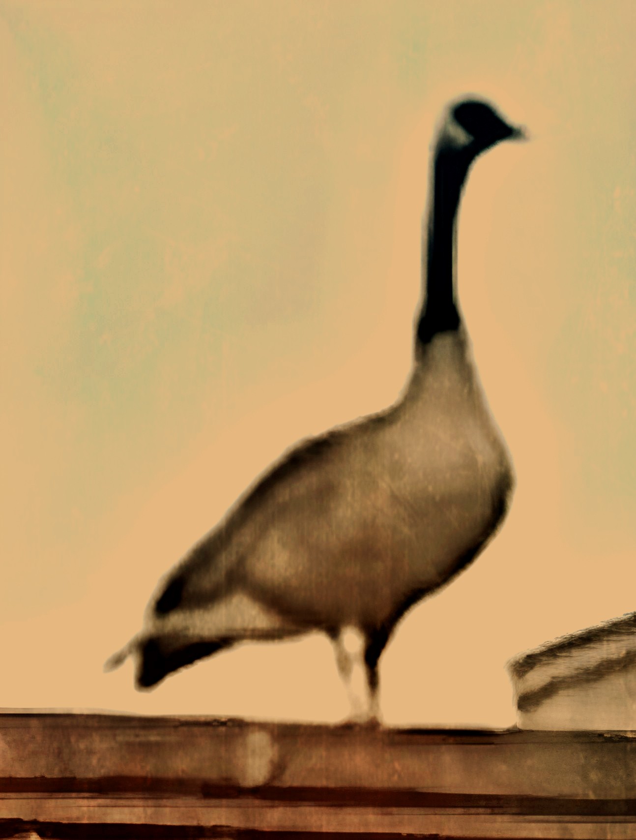 Stylized photo of a goose on a roof by me 