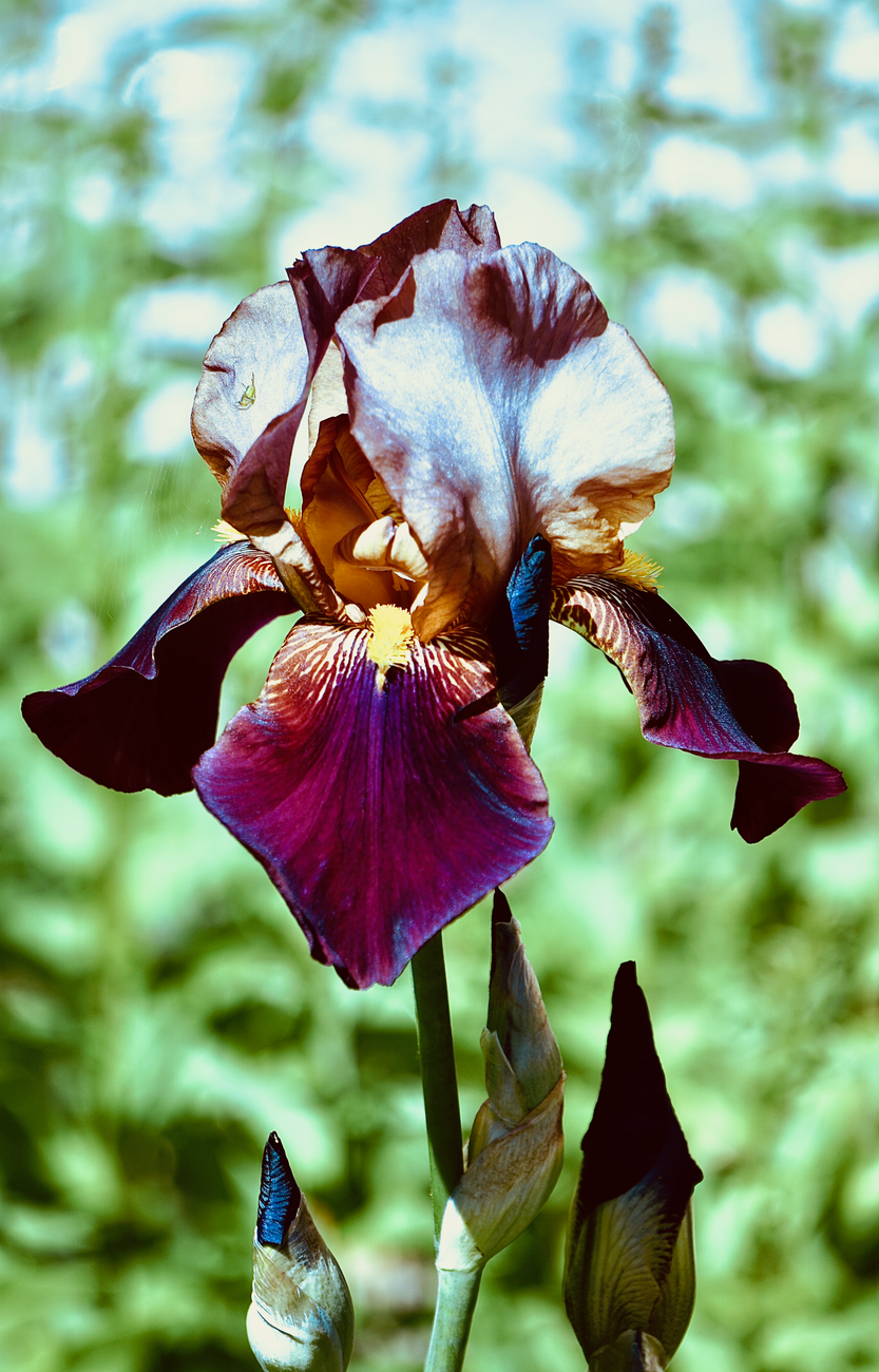 Stock photo of a tall bearded iris (Iris germanica) flower in full bloom, featuring ruffled standards in pale bronze-white and velvety deep purple-maroon falls with a bright yellow-orange beard