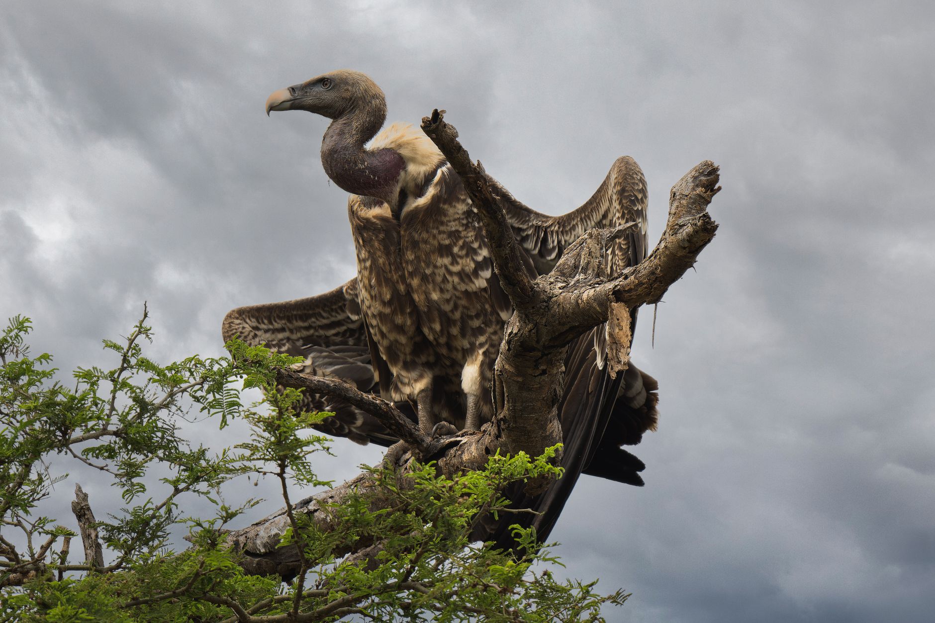 Stock photo shows a large vulture, perched on a weathered tree branch with its wings partially spread from Pexels.com