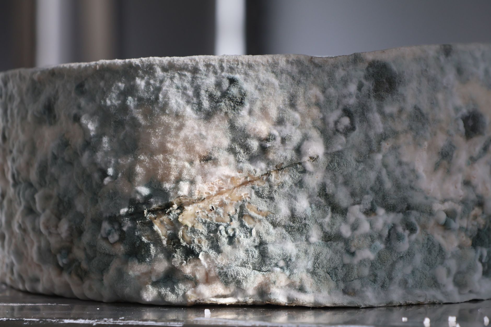 Stock photo of a close-up wheel of cheese with a textured rind covered in blue-grey and white mold growth from Pexels.com