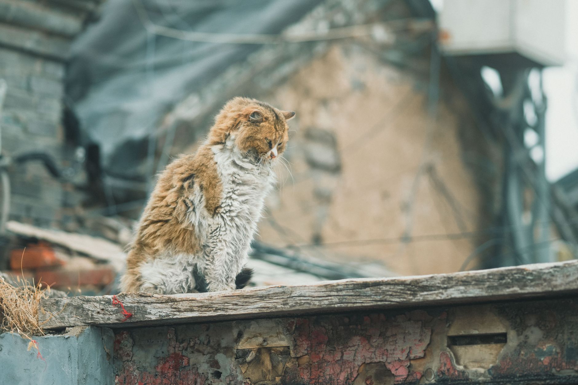 Stock photo of a small wild or domestic cat with a mottled, brownish-orange and white coat, sitting on a weathered wooden ledge against an out-of-focus dilapidated building background from Pexels.com