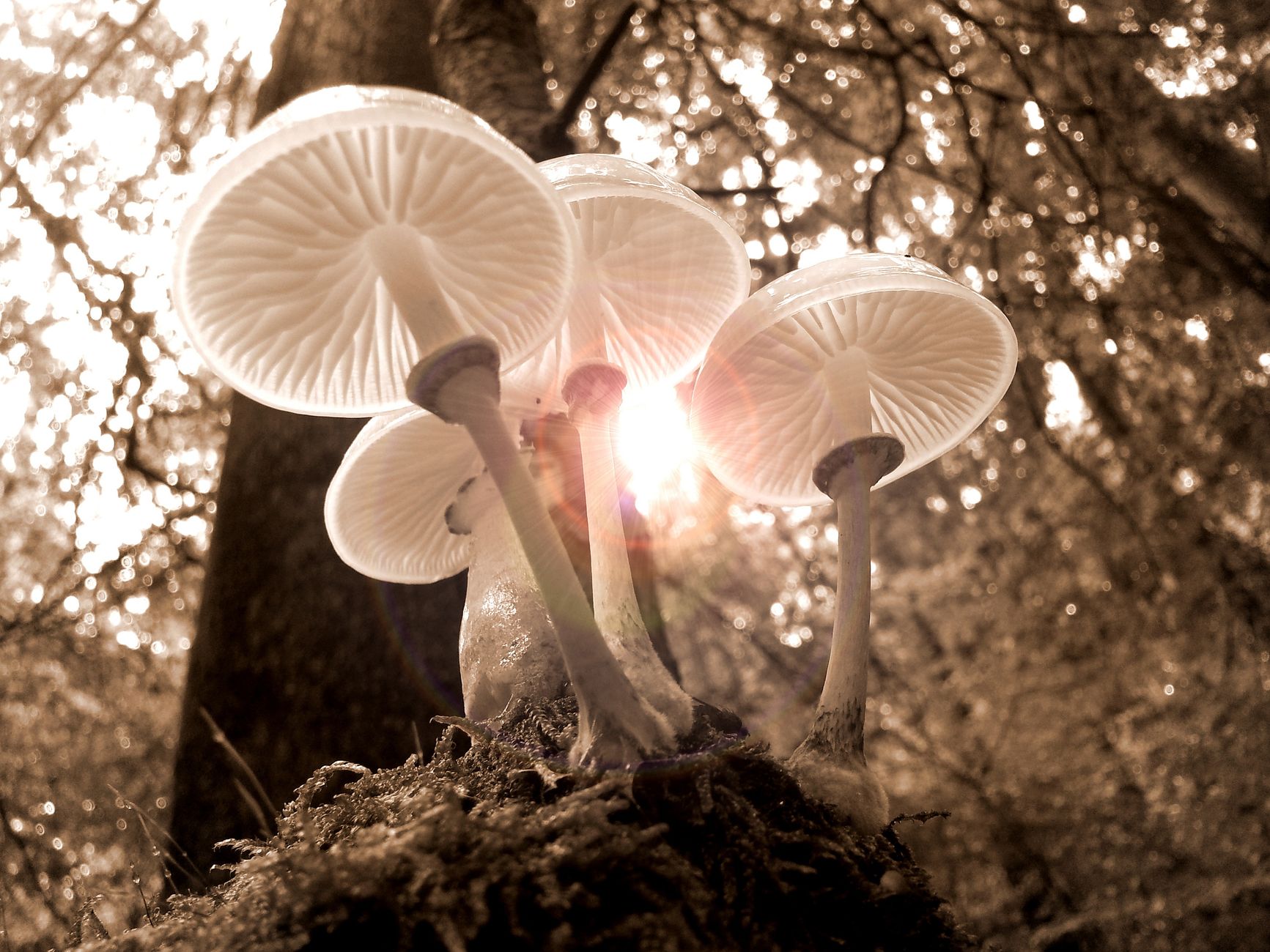 Stock image shows a cluster of porcelain fungus (Oudemansiella mucida), identifiable by their translucent, slimy, and porcelain-white caps growing on a decaying branch or log from Pexels.com