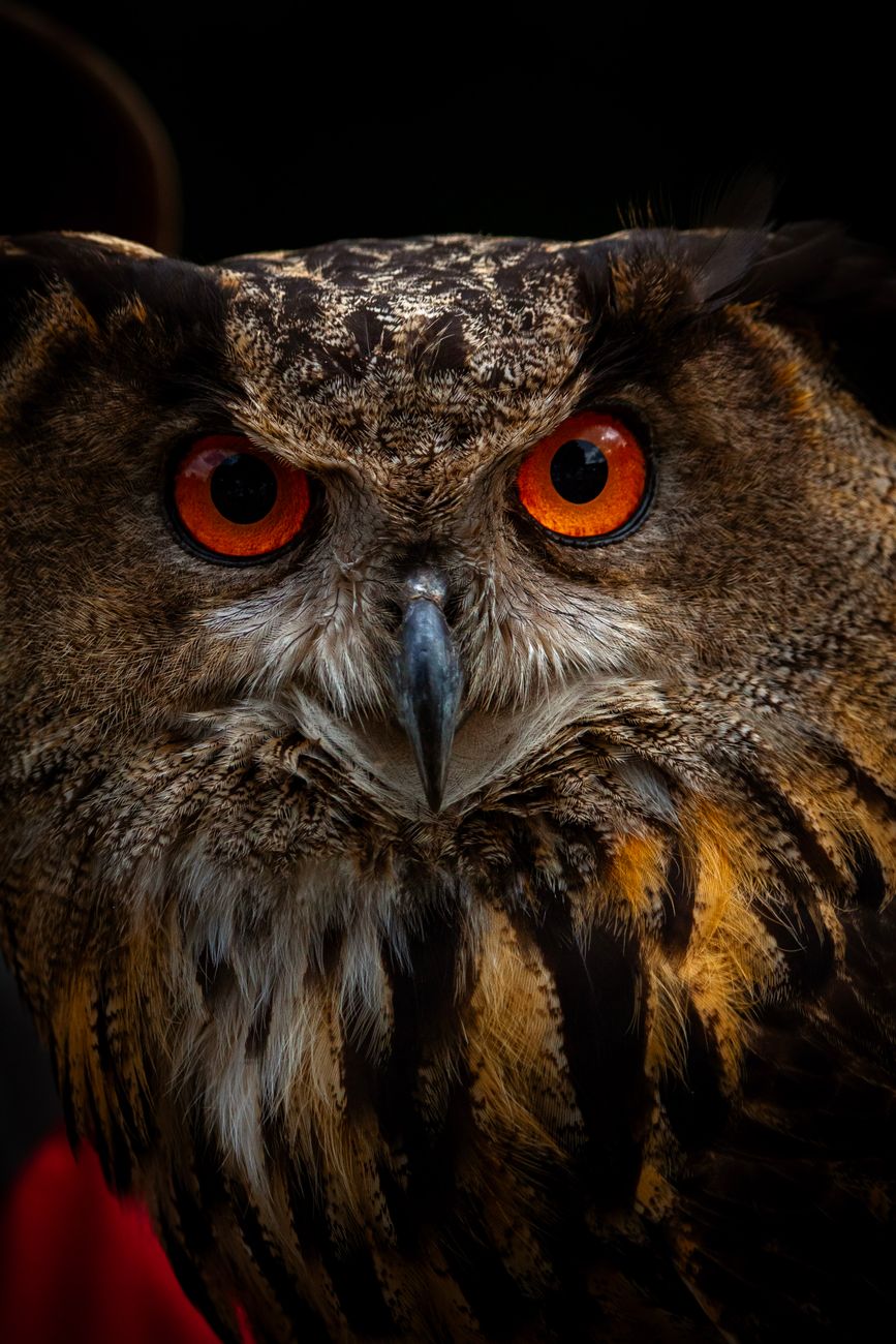 Stock image shows a close-up portrait of a Eurasian eagle-owl from Pexels.com