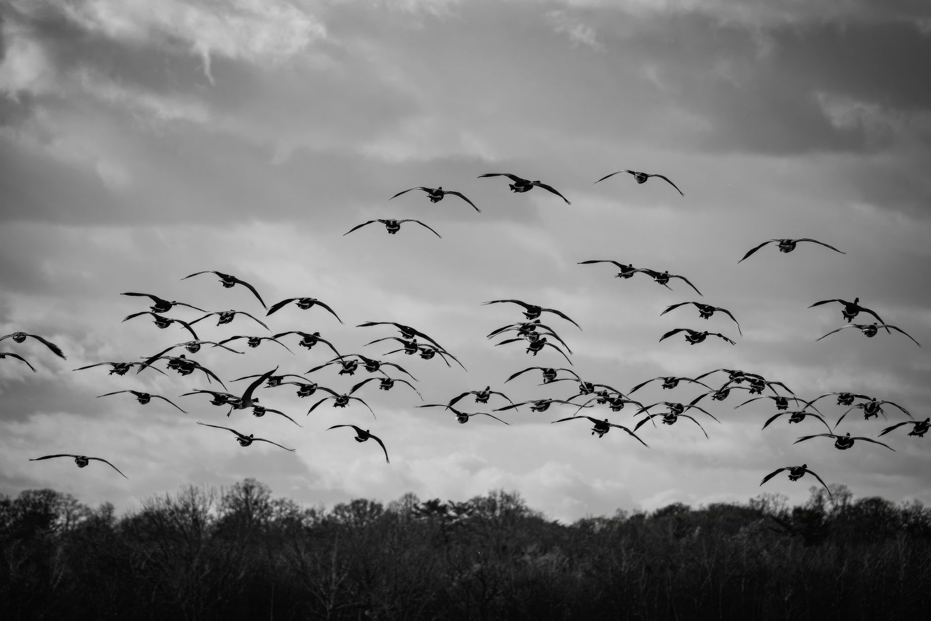 Stock photo black-and-white silhouette of a large flock of migratory geese flying across a cloudy sky above a tree line.