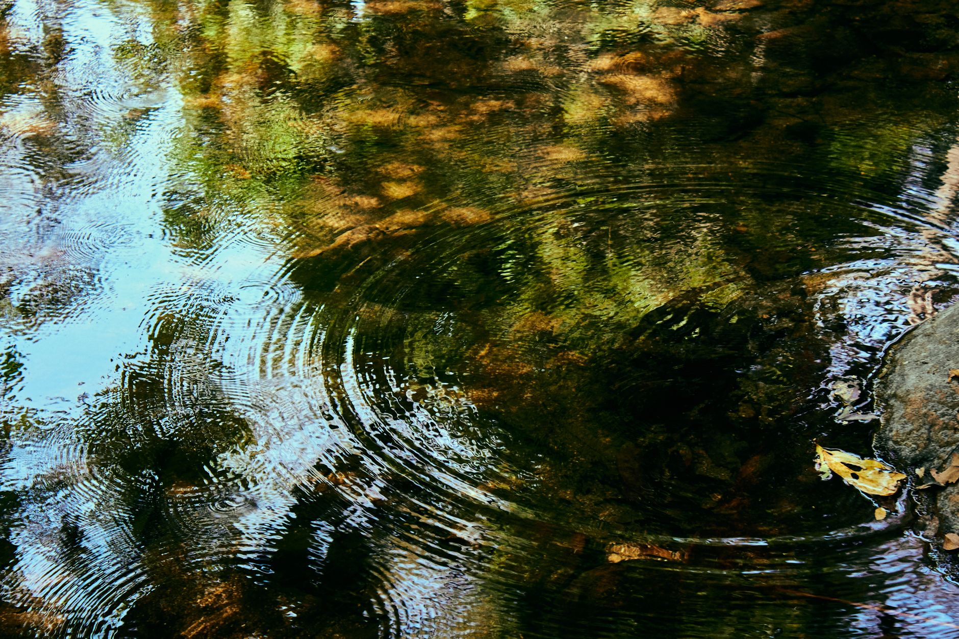 Stock image shows concentric ripples spreading across the reflective surface of a forest pond or pool from Pexels.com