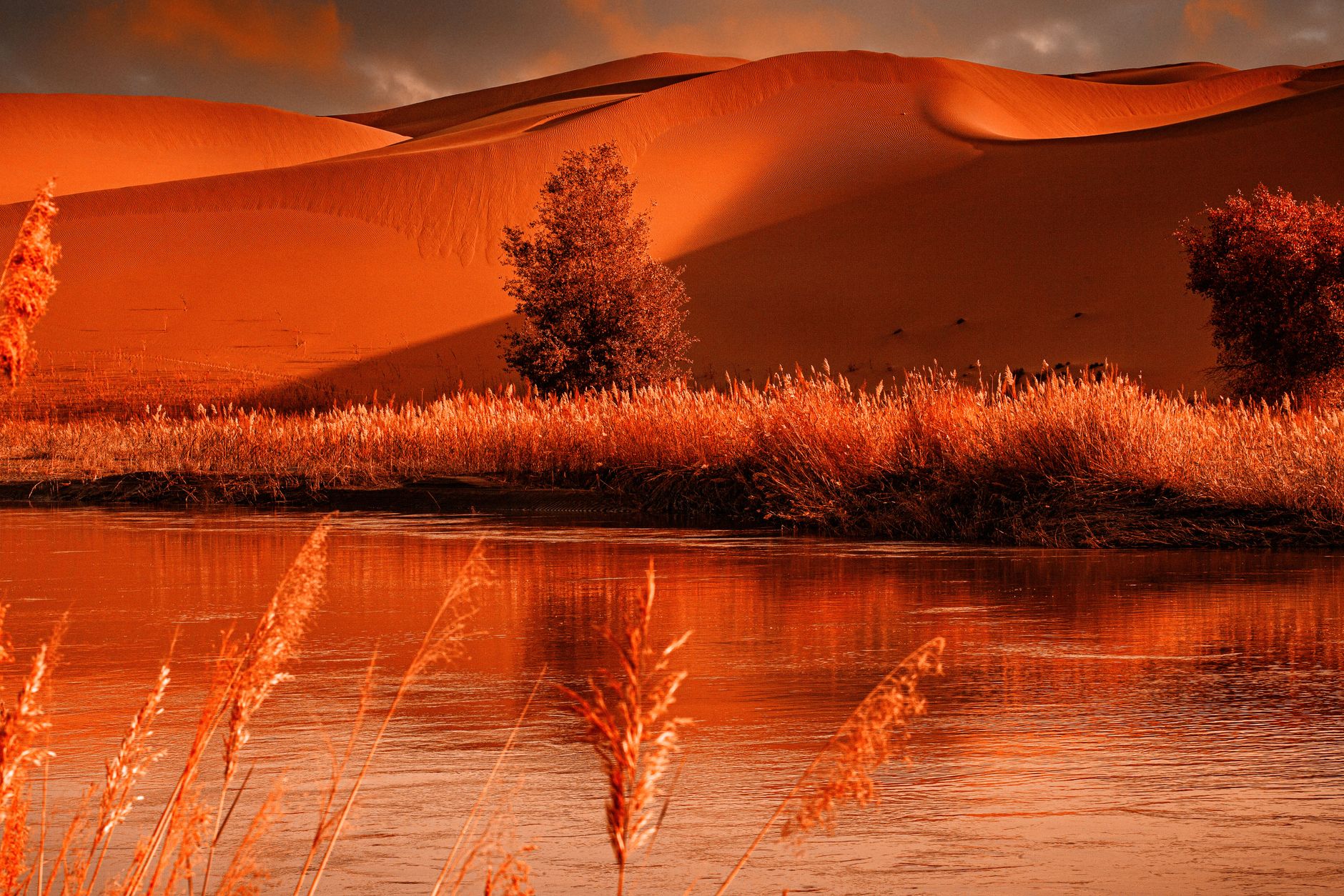 Stock photo of a vibrant desert landscape with towering orange-gold sand dunes, scattered trees, and a calm water body reflecting the warm scenery, resembling a desert oasis from Pexels.com